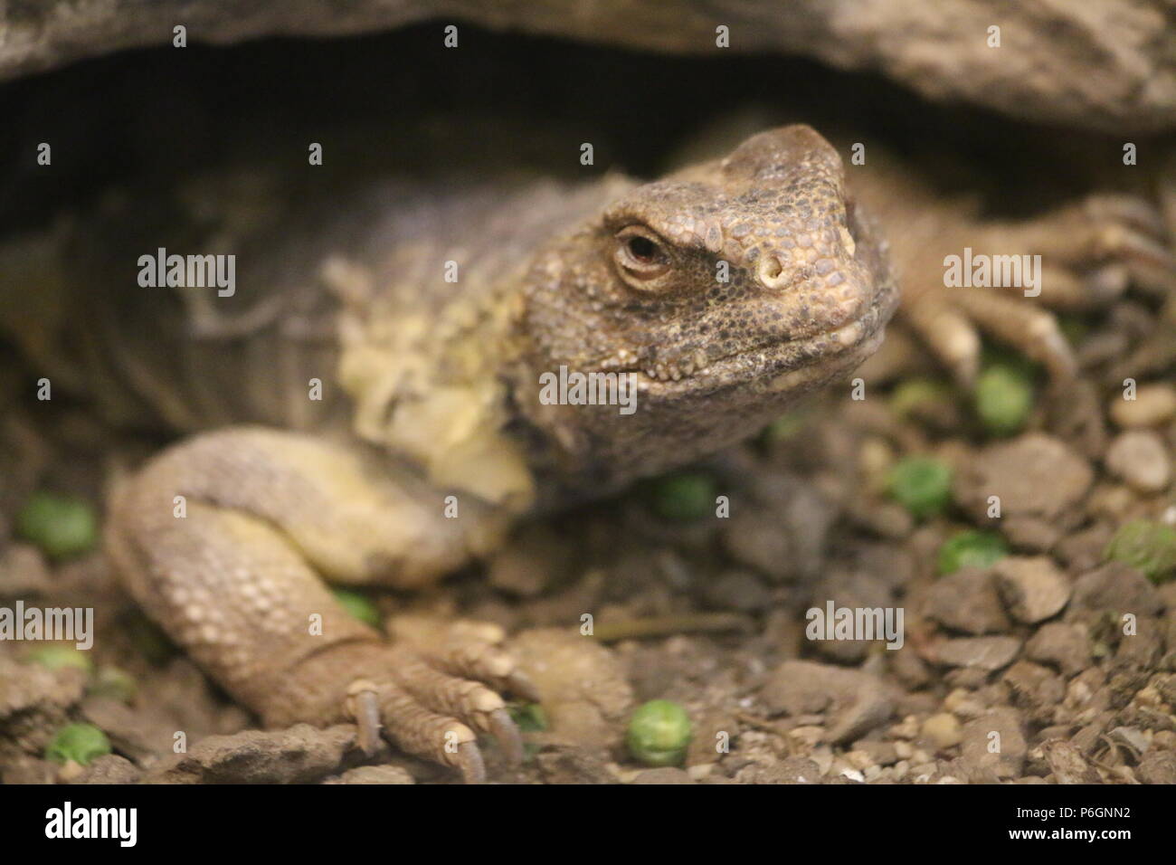 Uromastyx aegyptia lizard zoo Foto Stock