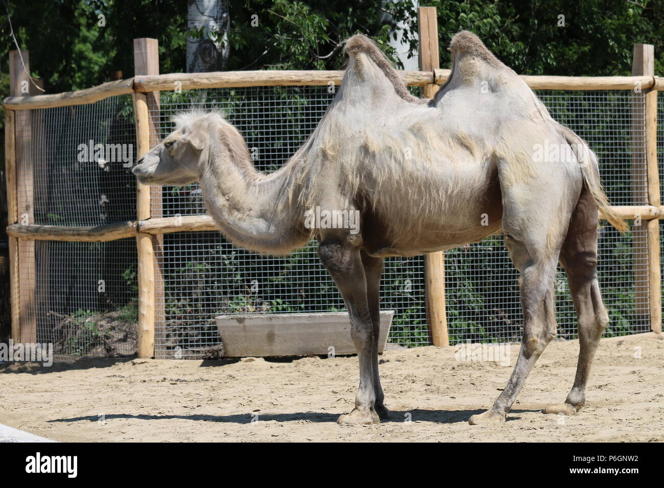 Bactrian camel - Camelus bactrianus Foto Stock