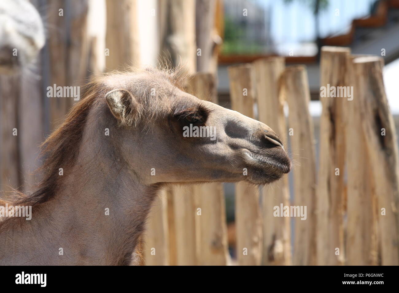 Bactrian camel - Camelus bactrianus Foto Stock