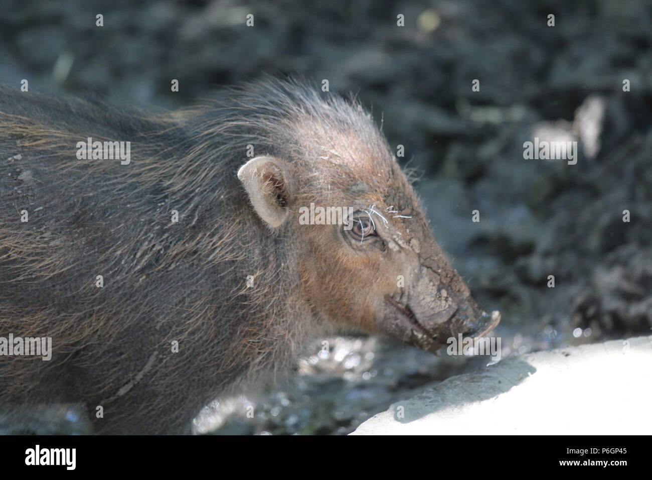 Visayan presenta verrucosa di maiale - Sus cebifrons Foto Stock