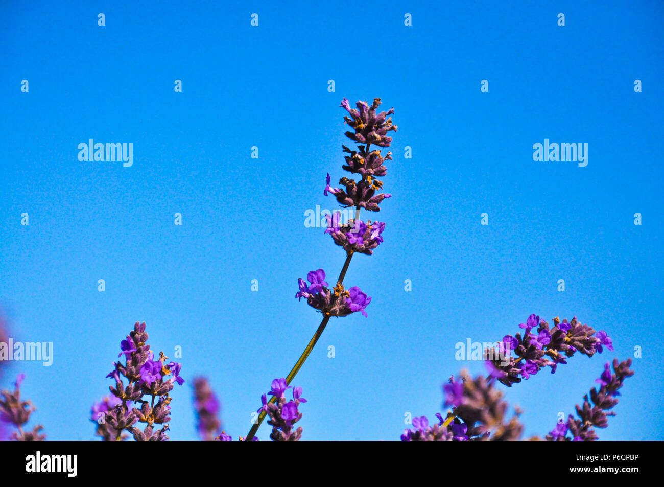 Lavanda in un campo contro il cielo blu Foto Stock