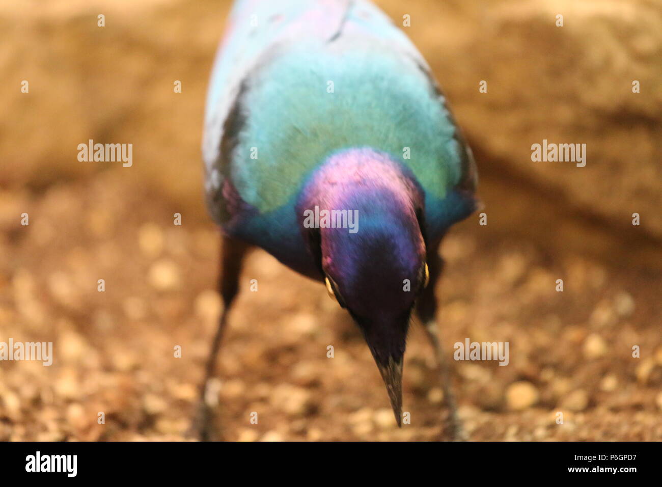 Viola (lucido) starling - Lamprotornis purpureus Foto Stock