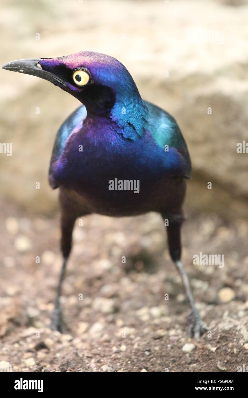 Viola (lucido) starling - Lamprotornis purpureus Foto Stock