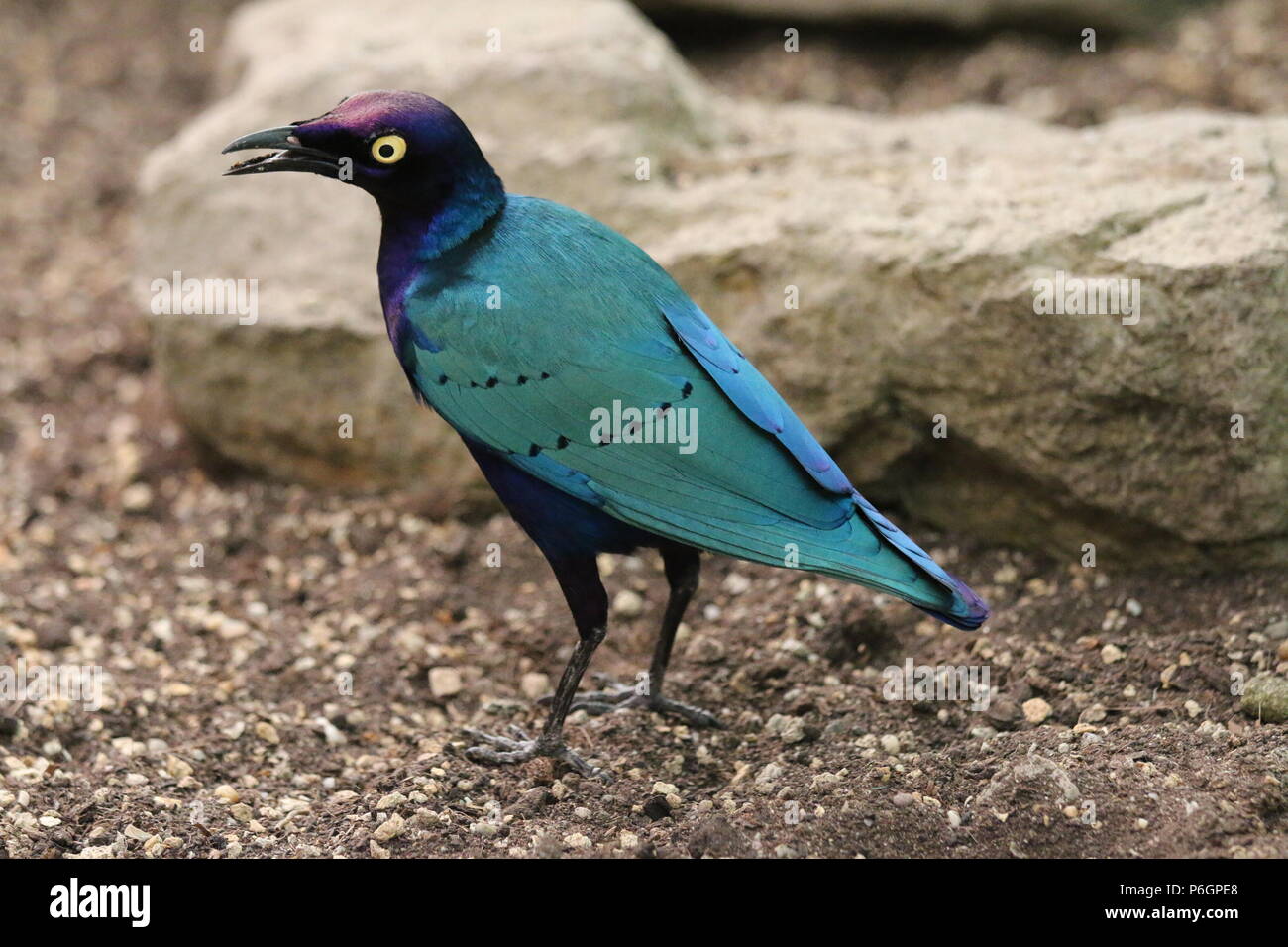 Viola (lucido) starling - Lamprotornis purpureus Foto Stock