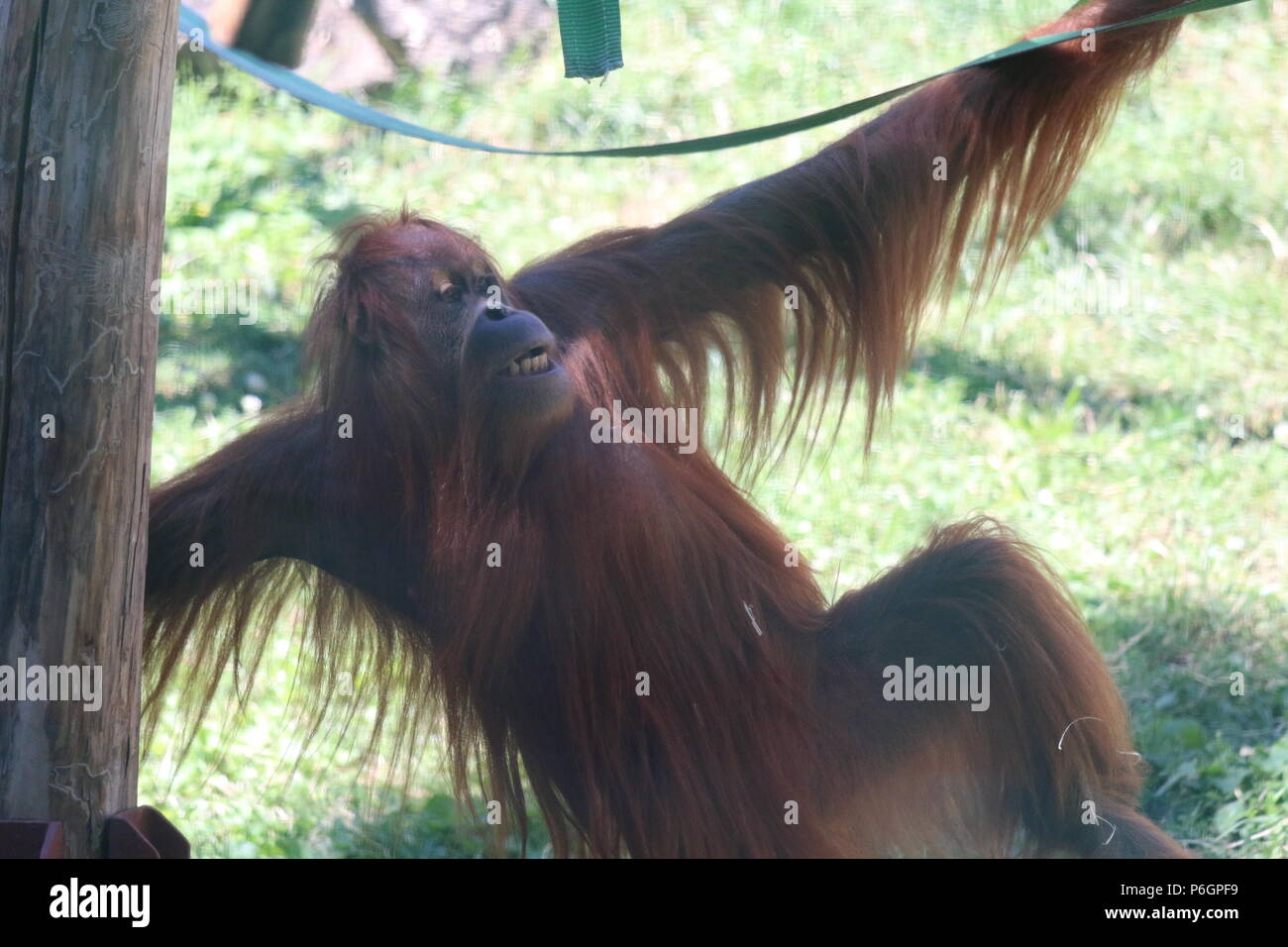 Famiglia Orangutan Foto Stock