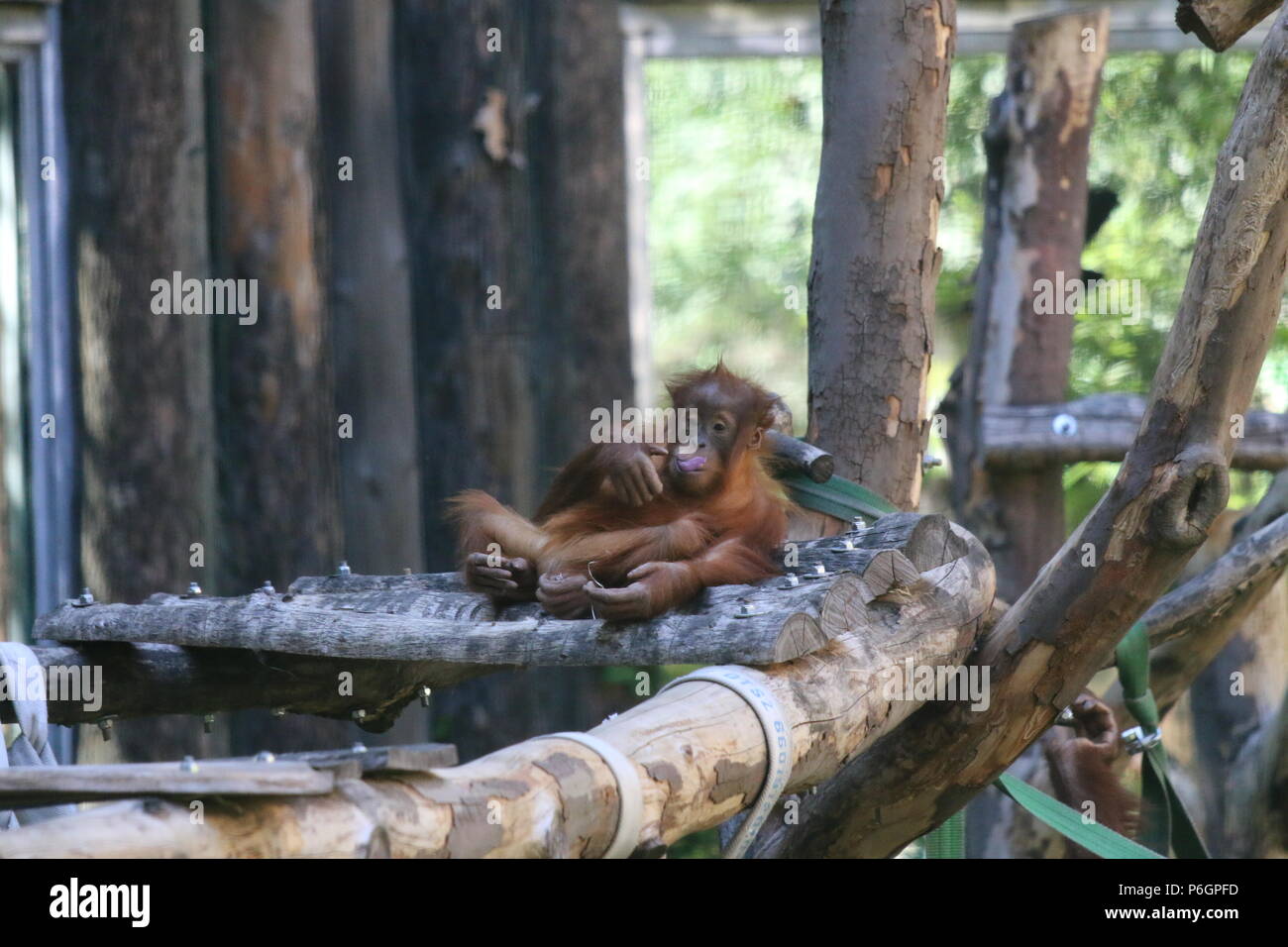 Famiglia Orangutan Foto Stock