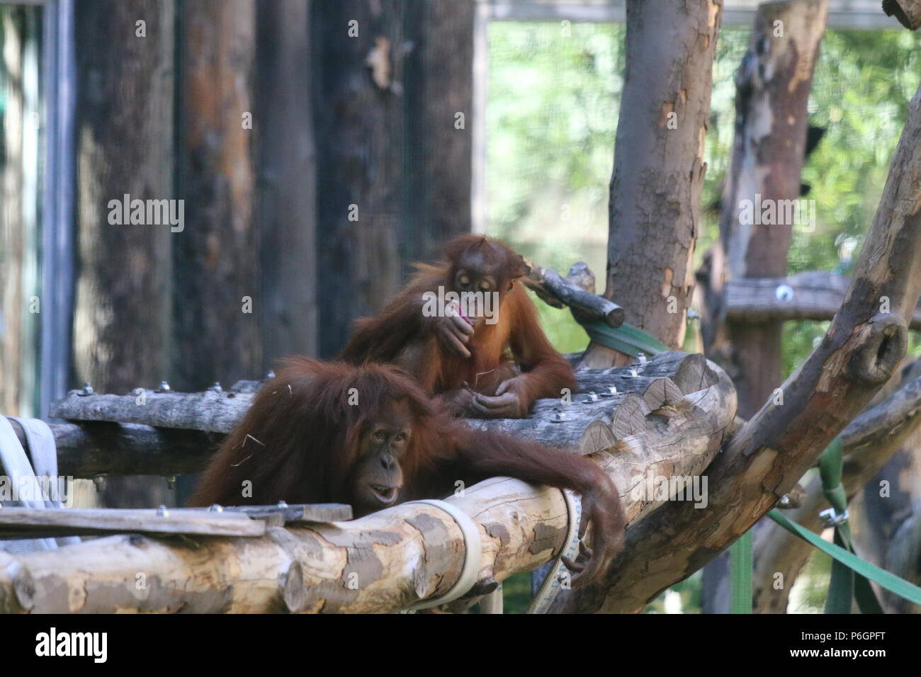 Famiglia Orangutan Foto Stock