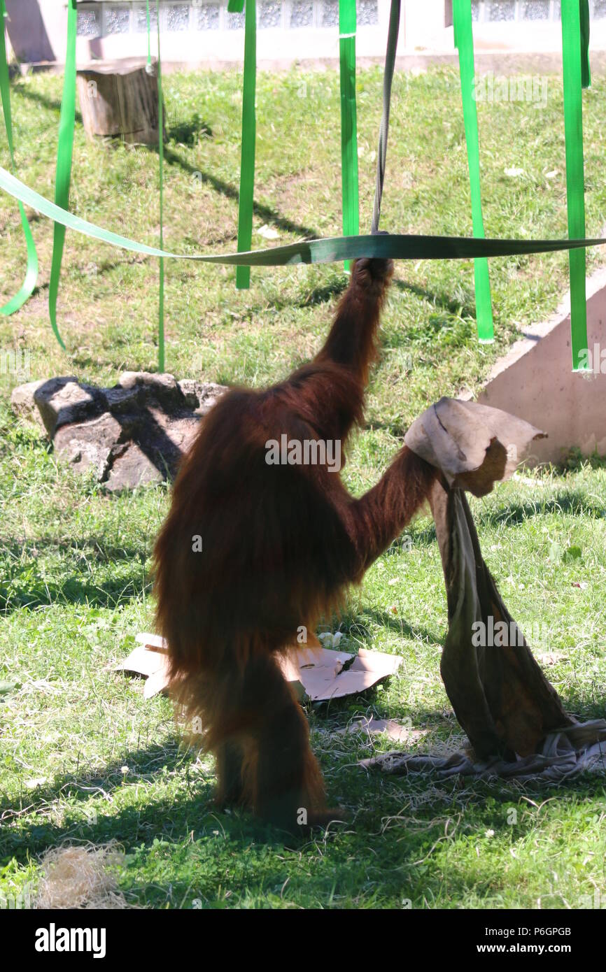 Famiglia Orangutan Foto Stock