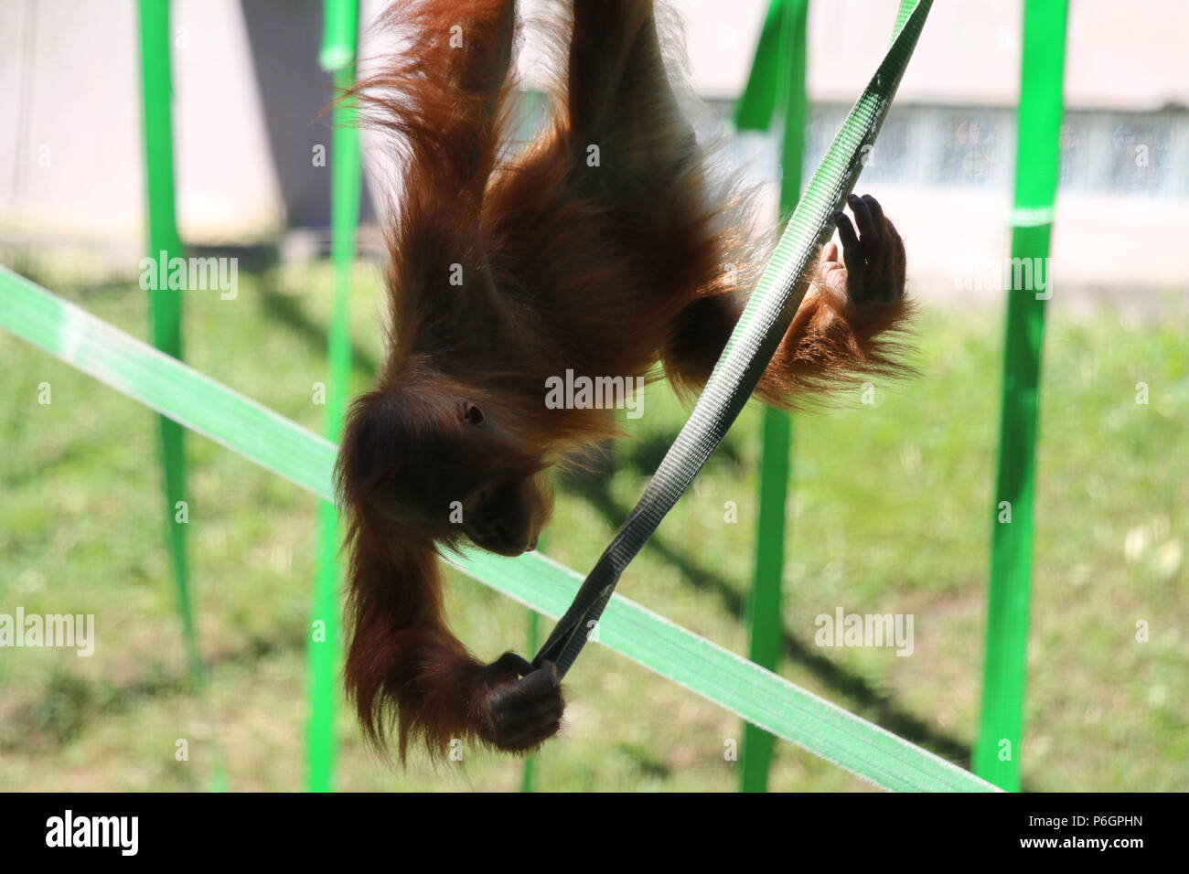 Famiglia Orangutan Foto Stock