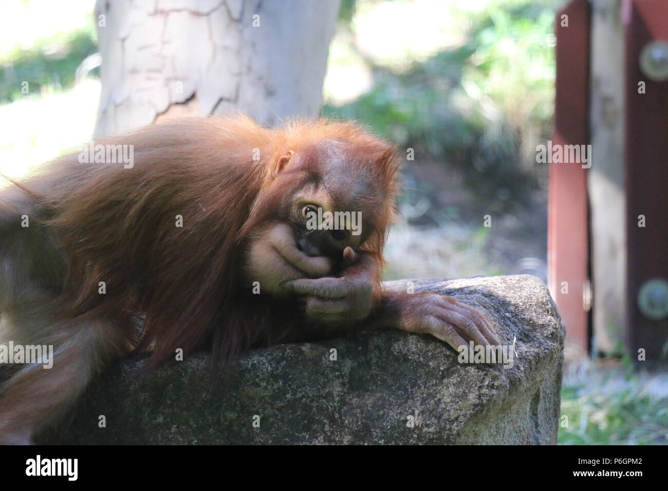 Famiglia Orangutan Foto Stock