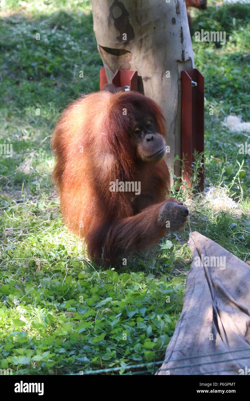 Famiglia Orangutan Foto Stock