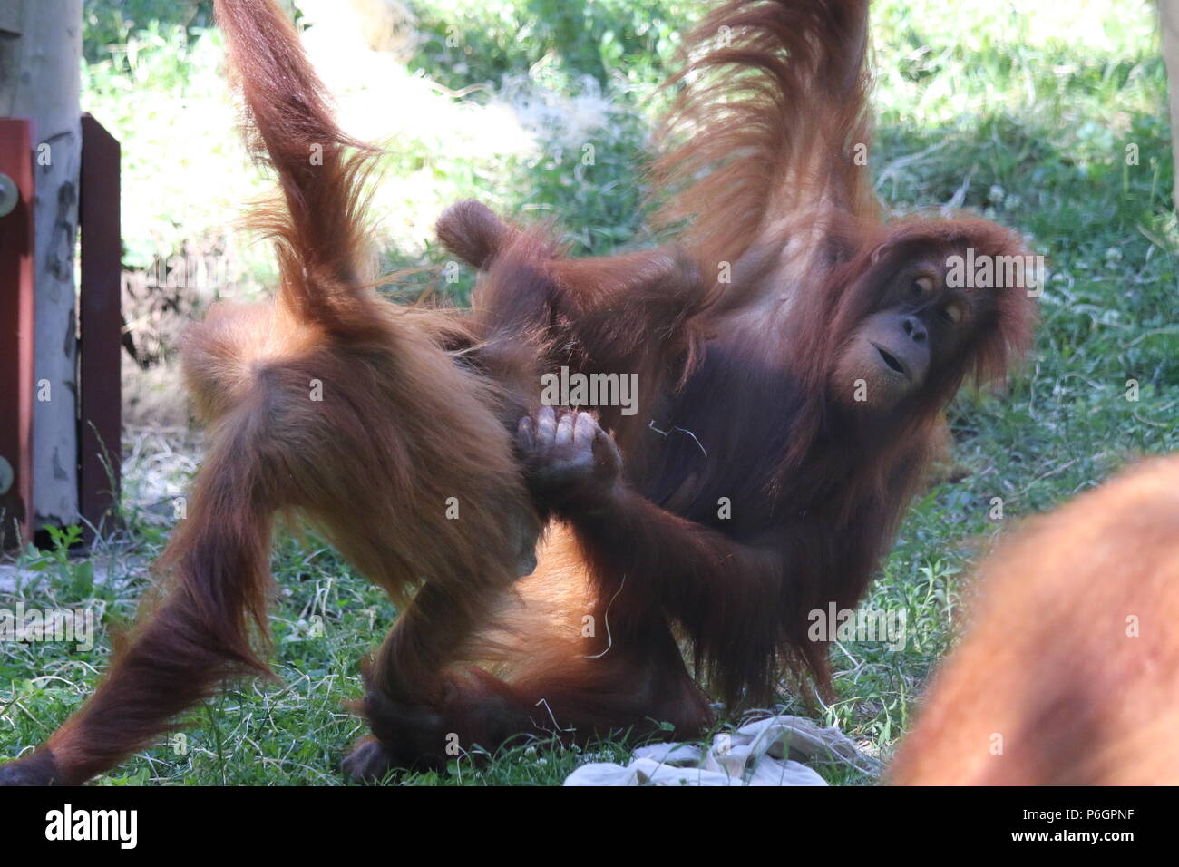 Famiglia Orangutan Foto Stock