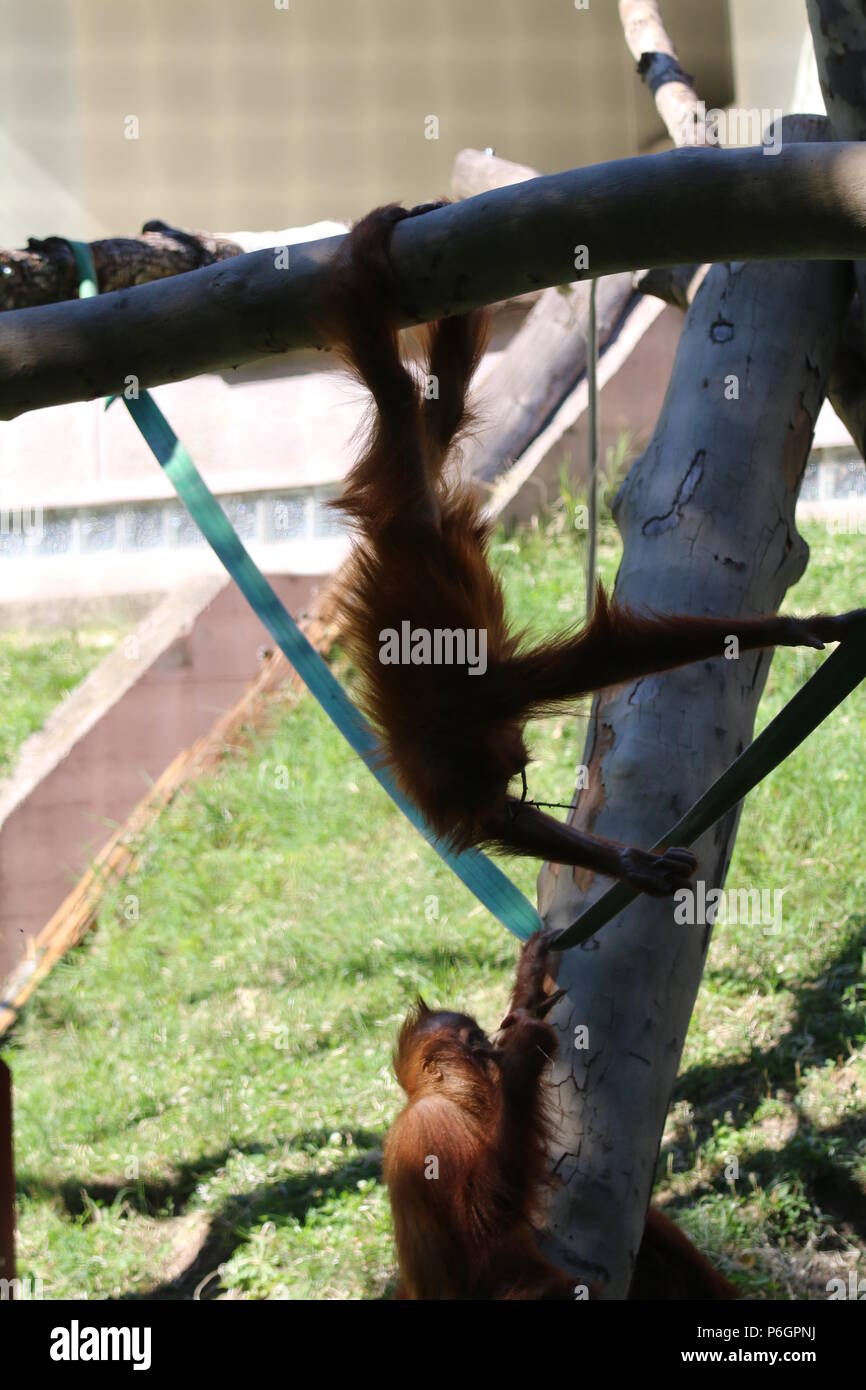 Famiglia Orangutan Foto Stock