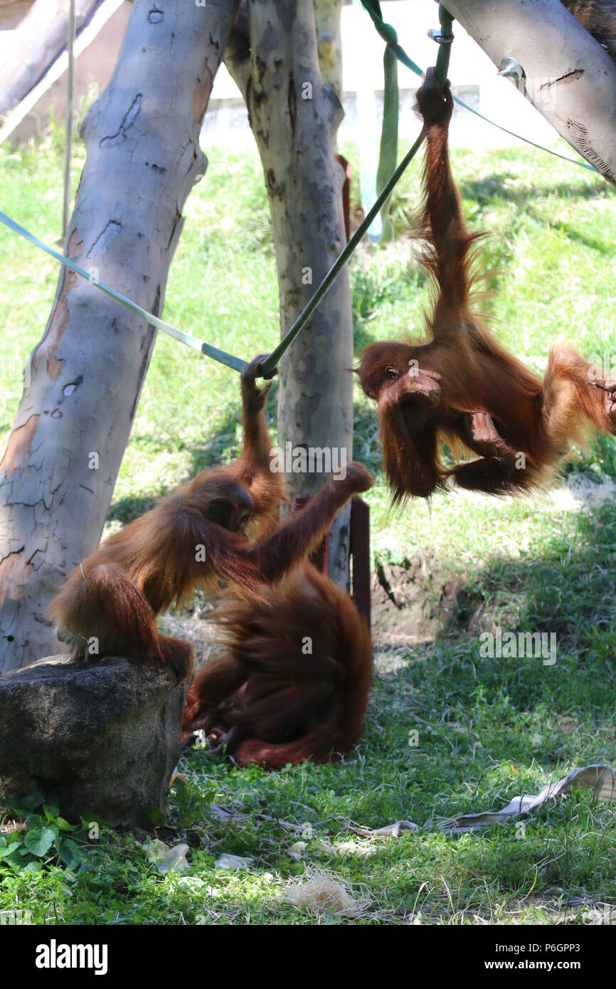 Famiglia Orangutan Foto Stock