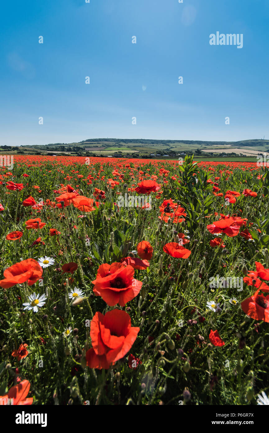 Campo di papavero. papaveri crescente tra i broadbeans. Foto Stock