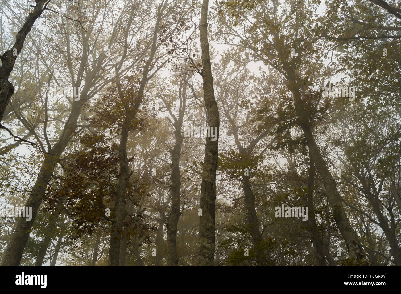 Una fitta nebbia in pieno l'autunno. Le foto scattate in alta montagna a circa 2100 metri. Il posto si trova in Italia, proprio sul Monte Cervialto. Foto Stock