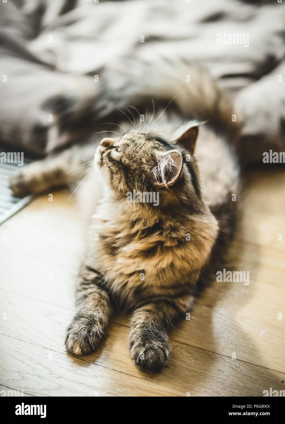 Fluffy gattino giace sul pavimento in una luminosa sala accogliente Foto Stock