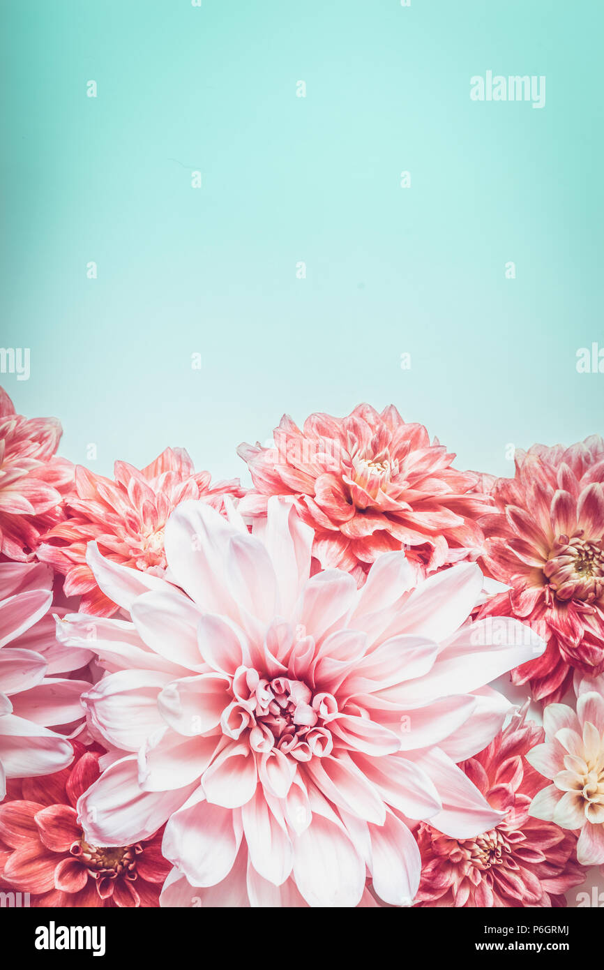 Rosa pastello fiori su sfondo turchese, vista dall'alto. Bordo floreale Foto Stock