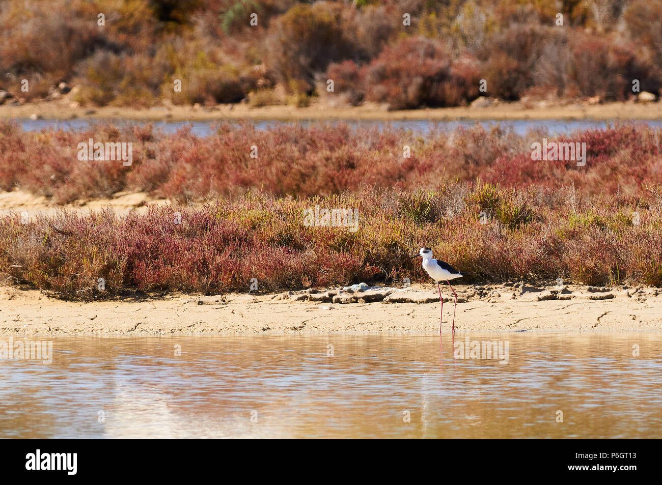 Black-winged stilt (Himantopus himantopus) a Estanyets de Can Marroig Salt Marsh nel Parco Naturale di Ses Salines (Formentera,Isole Baleari, Spagna) Foto Stock