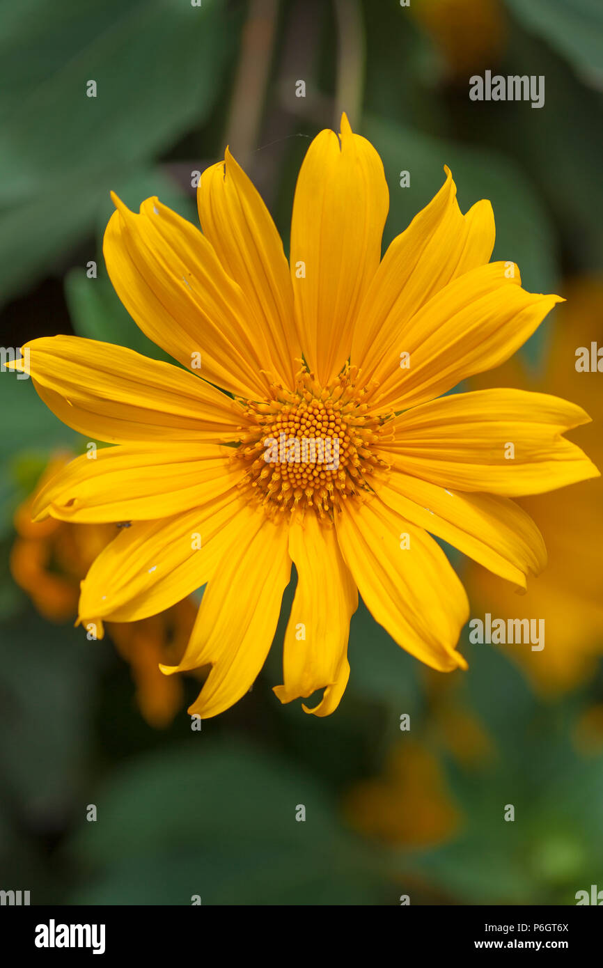 La flora di Gran Canaria - Tithonia diversifolia, albero calendula, Specie introdotto Foto Stock