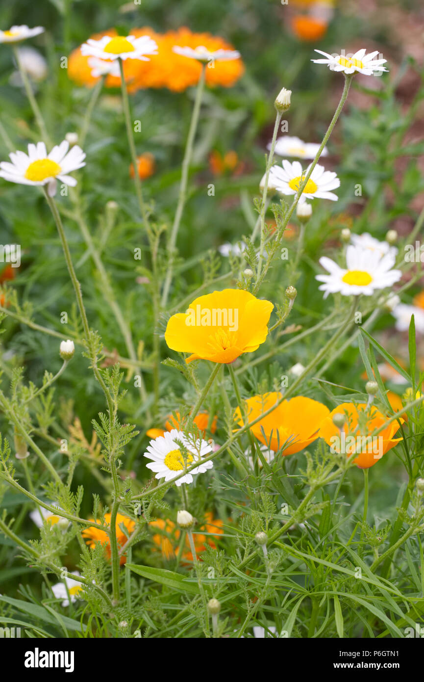 Eschscholzia californica in un prato di fiori selvaggi. Papavero californiano. Foto Stock