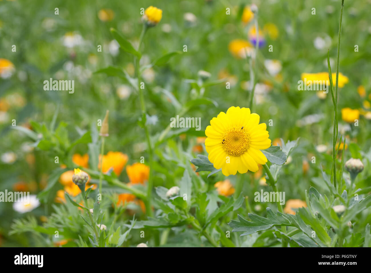 Chrysanthemum segetum in un prato di fiori selvaggi. Il mais calendula fiori. Foto Stock