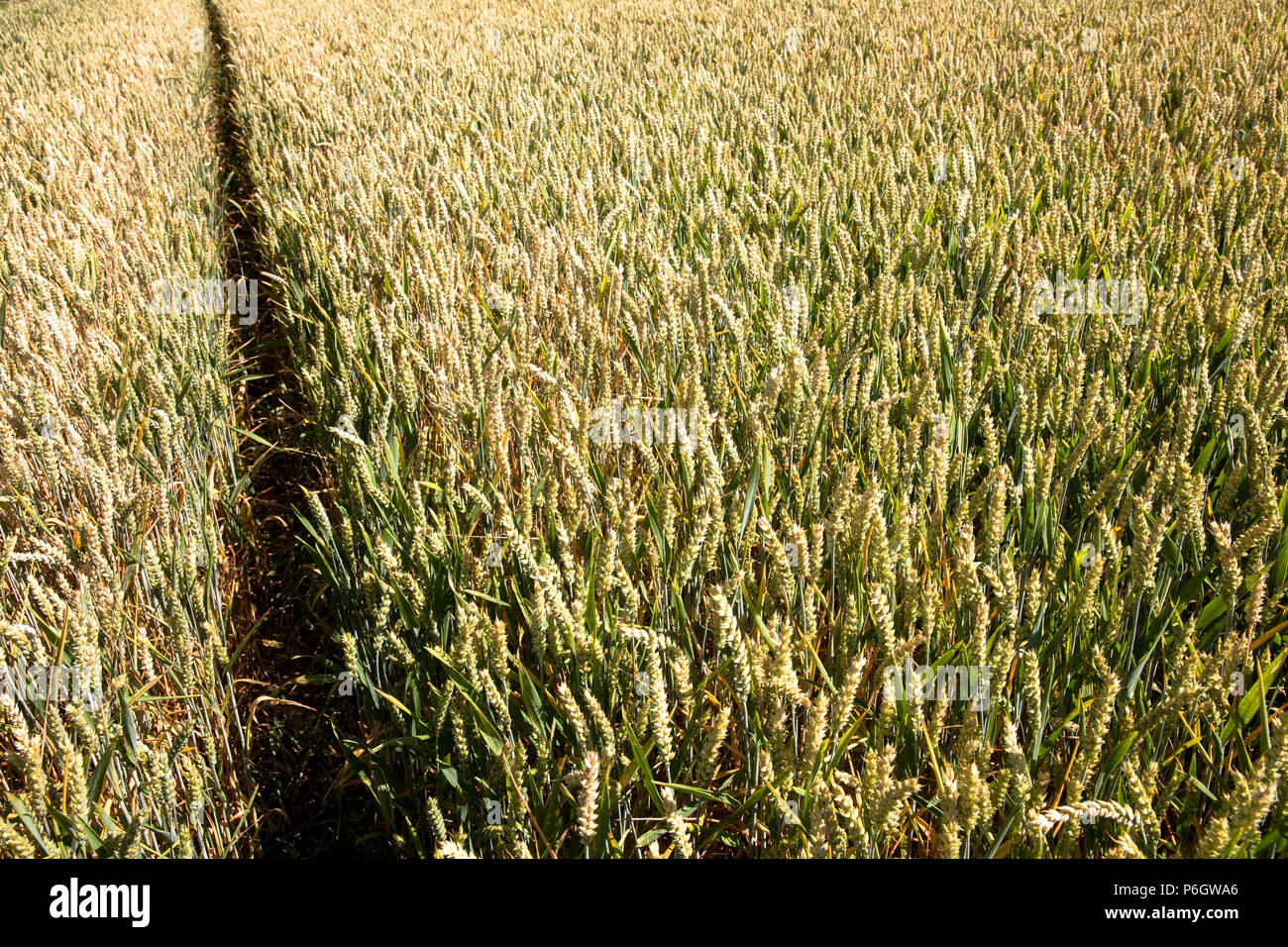 Germania, cornfield, frumento. Deutschland, Weizenfeld. Foto Stock