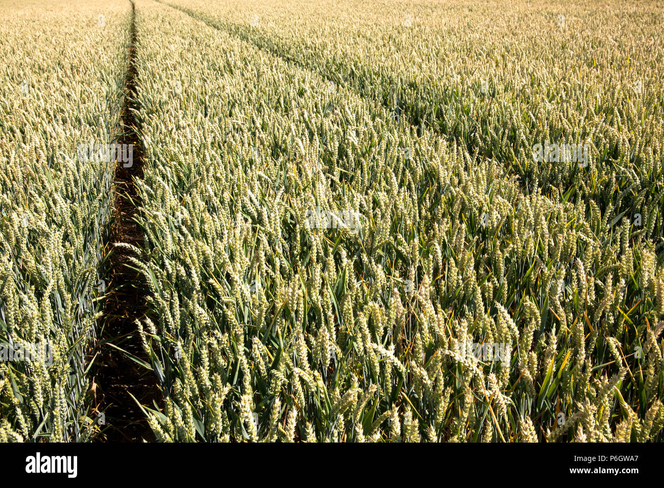 Germania, cornfield, frumento. Deutschland, Weizenfeld. Foto Stock