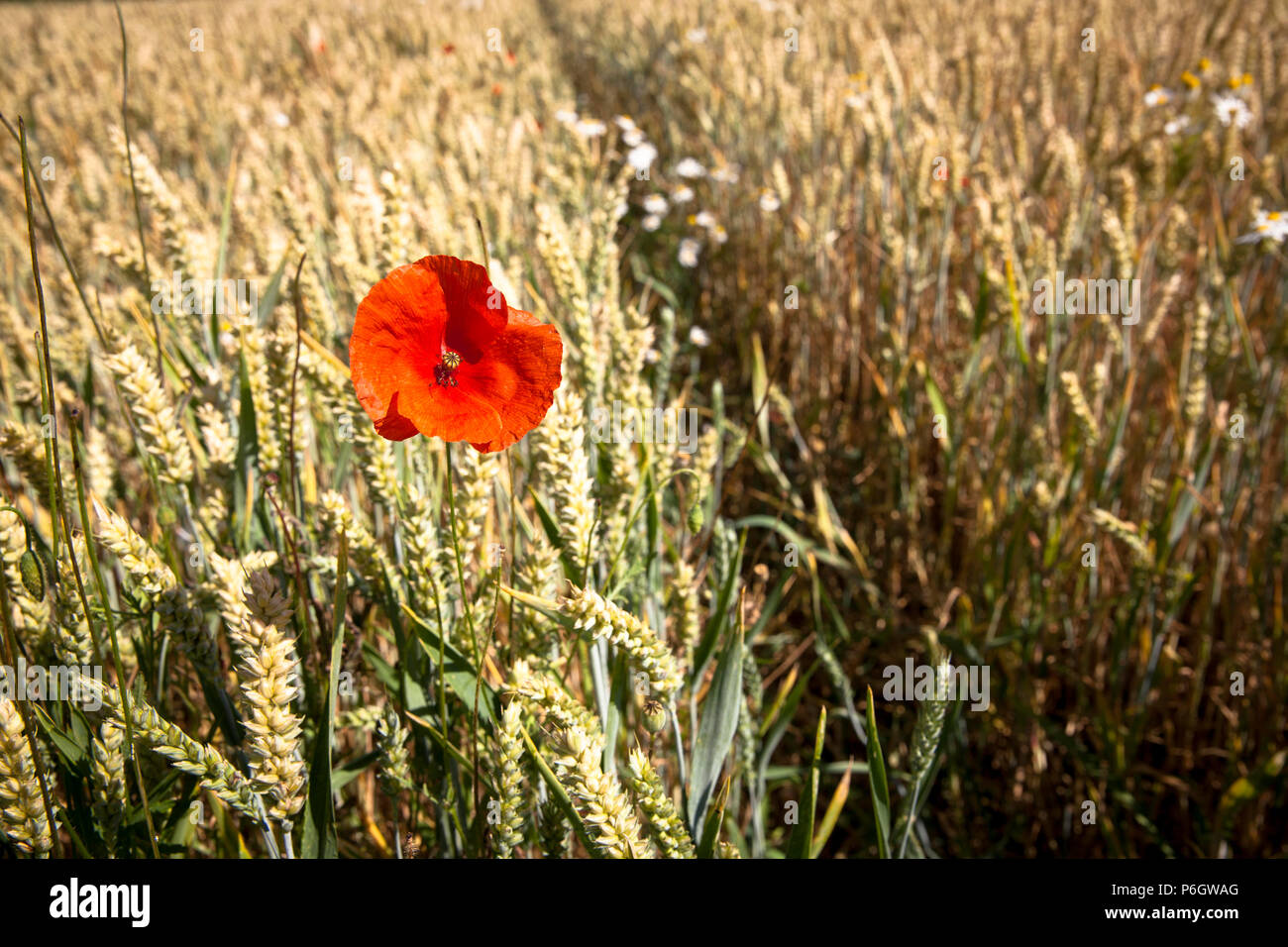 Germania, fiore di papavero in un cornfield, frumento. Deutschland, Mohnbluete in einem Weizenfeld. Foto Stock