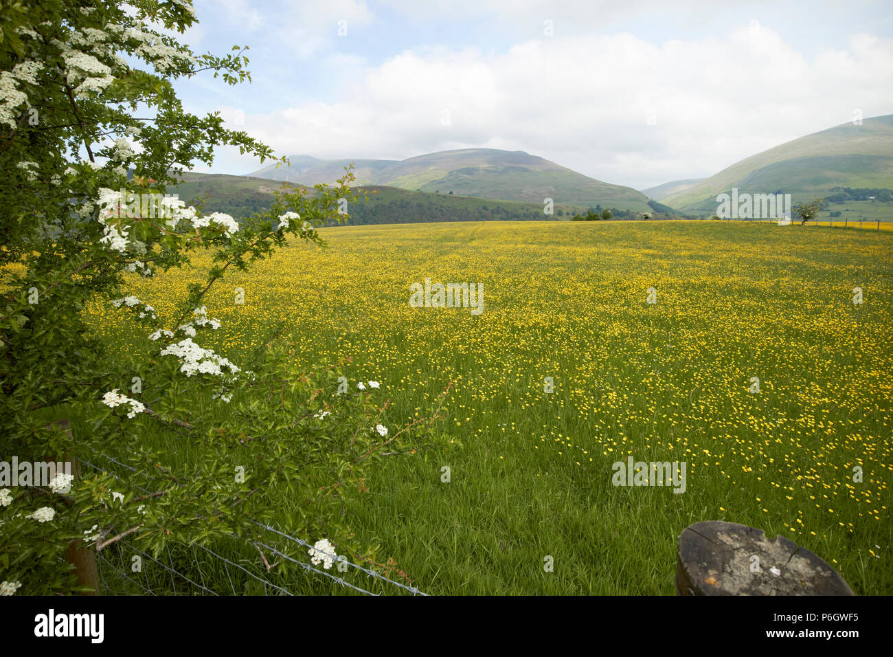 Campo di renoncules cresce in terreni coltivati sotto la rotazione delle colture underskiddaw keswick Cumbria Inghilterra England Regno Unito Foto Stock Campo di renoncules cresce in terreni coltivati sotto la rotazione delle colture underskiddaw keswick Cumbria Inghilterra England Regno Unito Foto Stock