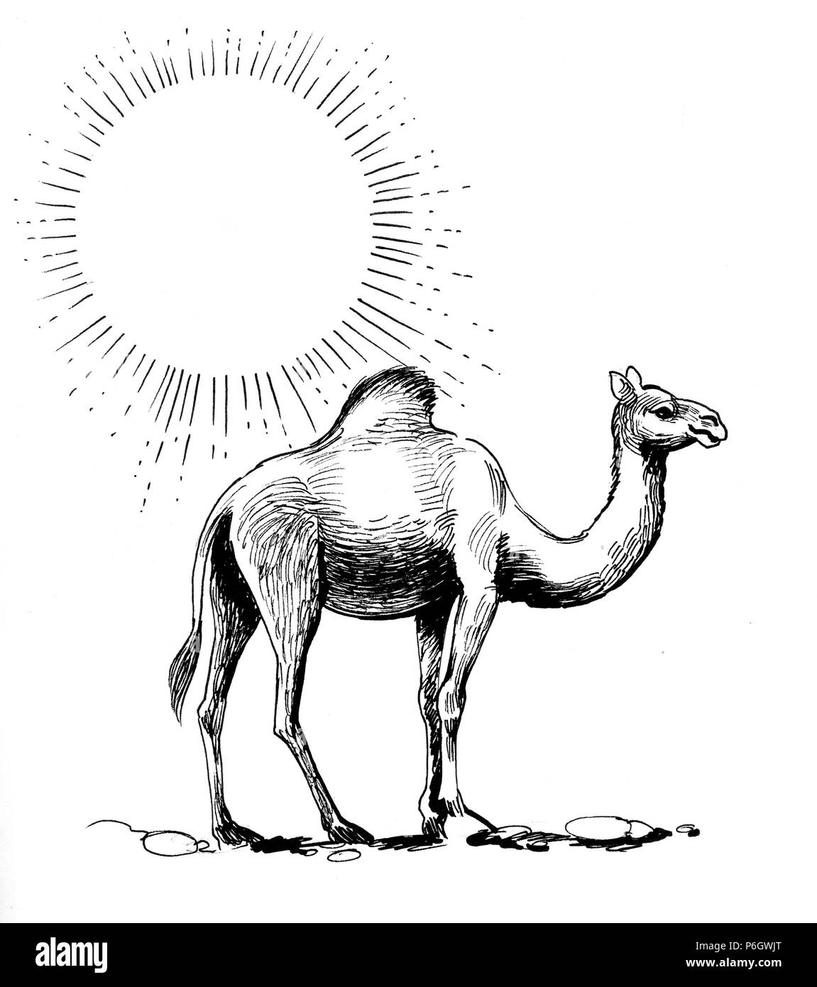 Cammello nel deserto. L'inchiostro bianco e nero illustrazione Foto Stock