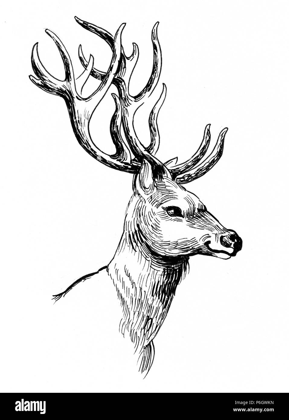 Deer testa di animale. L'inchiostro bianco e nero illustrazione Foto Stock