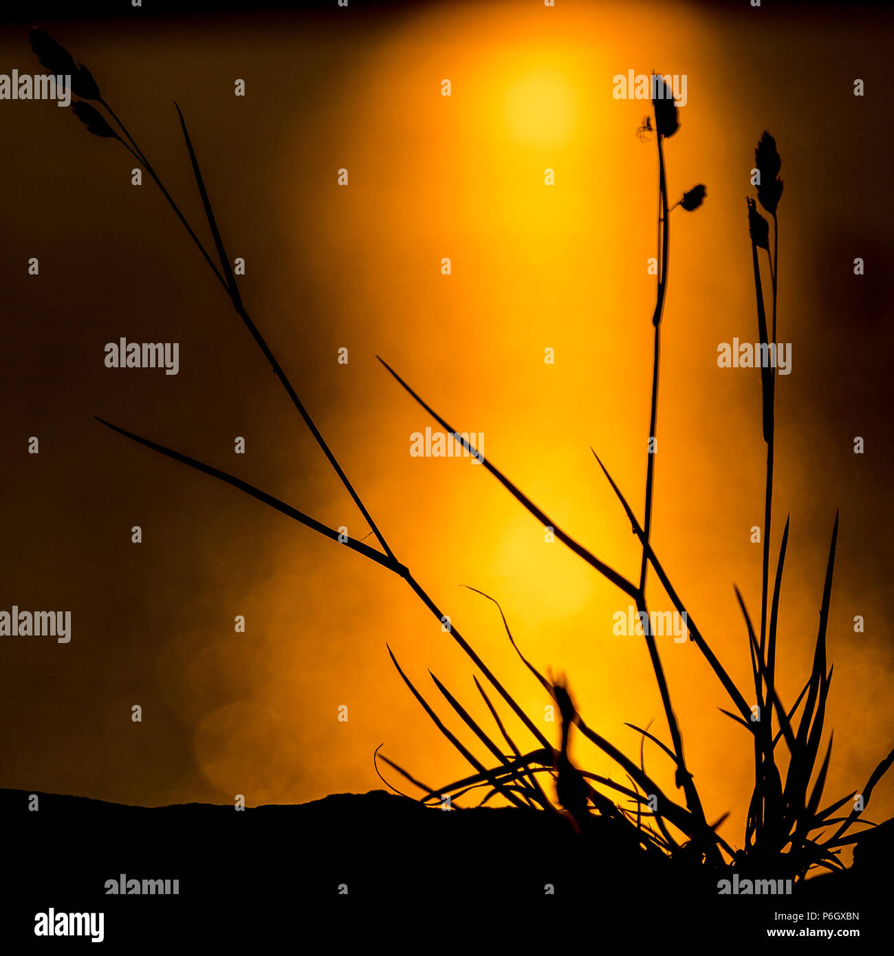 Ragno sul dactylis erba al tramonto accanto al serbatoio winscar, dunford bridge, Peak District Foto Stock