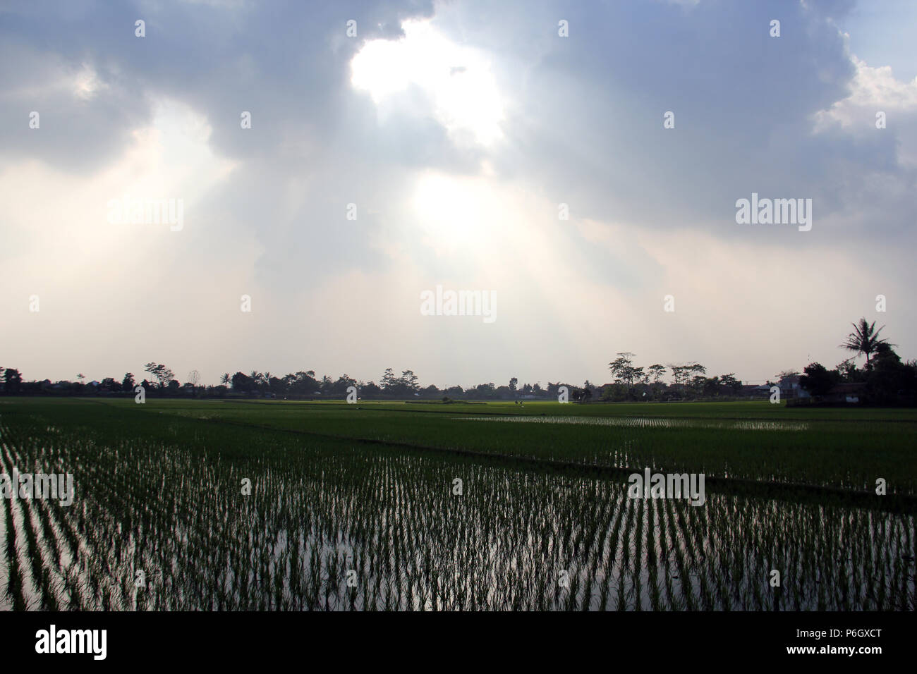 La luce del sole nel pomeriggio in campi di riso. Foto Stock