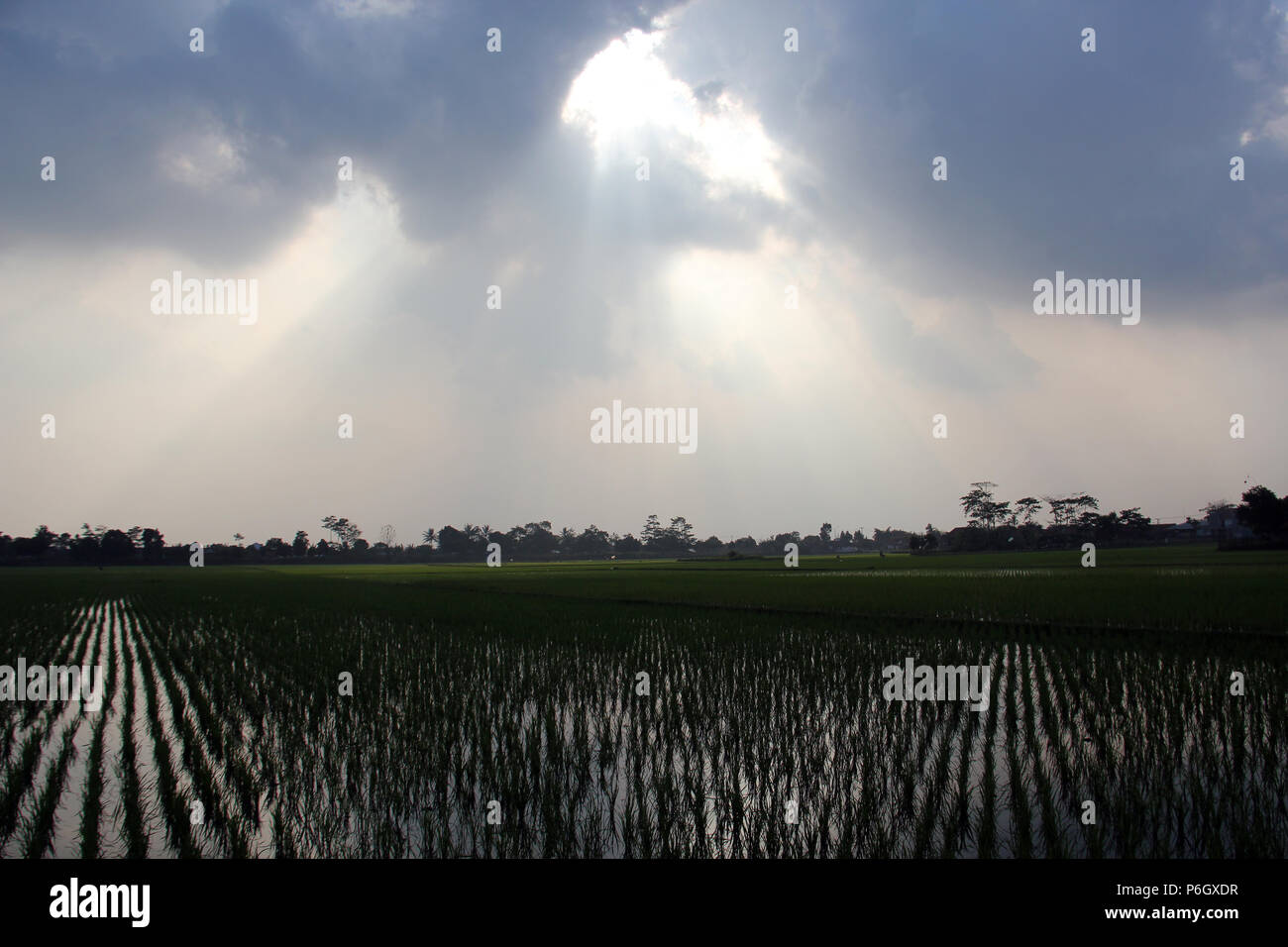 La luce del sole nel pomeriggio in campi di riso. Foto Stock