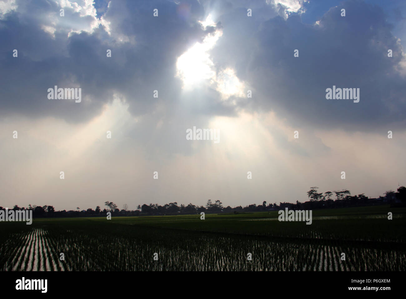 La luce del sole nel pomeriggio in campi di riso. Foto Stock