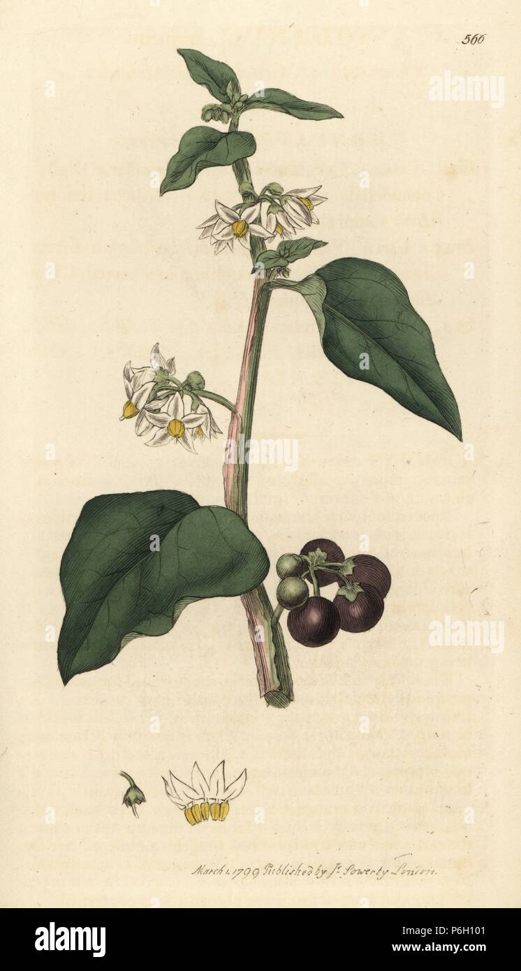 Comune o giardino nightshade, Solanum nigrum. Handcolored incisione su rame dopo un disegno da James Sowerby per James Smith è inglese botanica, 1799. Foto Stock