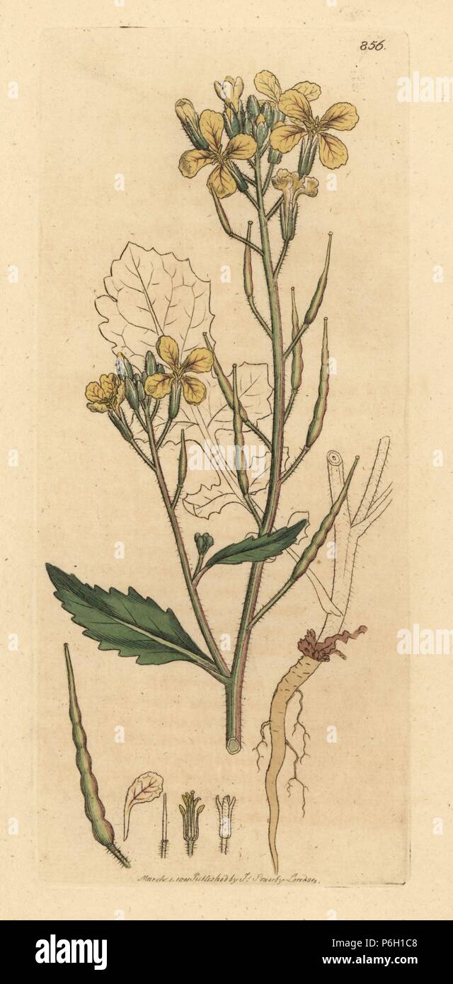 Passo Di Rafano Disegno di charlock immagini e fotografie stock ad alta risoluzione - Alamy