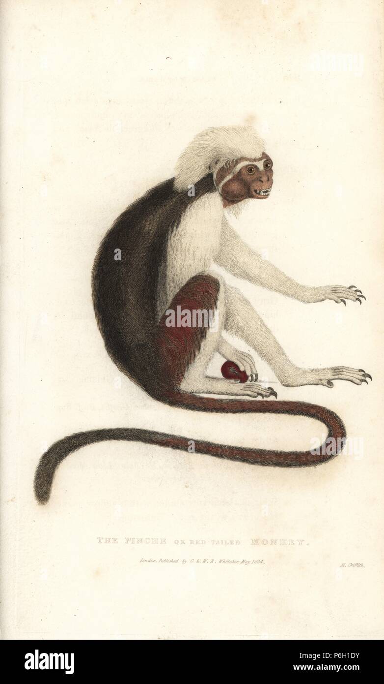 Il cotone-top tamarin, Saguinus oedipus. In pericolo critico (Pinche o rosso-tailed monkey, Simia edipo). Handcolored incisione su rame di M. Griffith da Edward Griffith il regno animale dal barone Cuvier, Londra, la Whittaker, 1825. Foto Stock