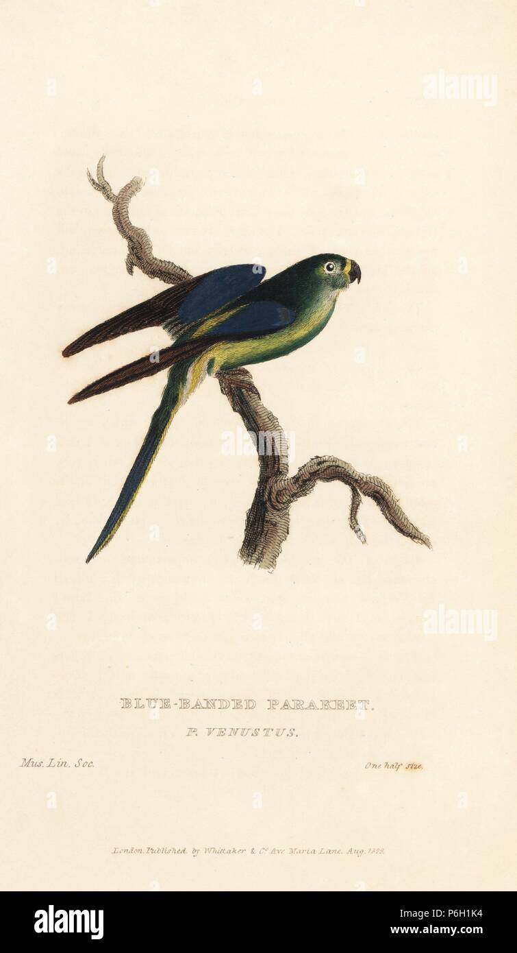 Blu-winged parrot, Neophema chrysostoma (Blu-nastrare parrocchetto, Psittacus venustus). Handcolored incisione di un campione nell'Linnean Society Museum da Edward Griffith il regno animale dal barone Cuvier, Londra, la Whittaker, 1829. Foto Stock