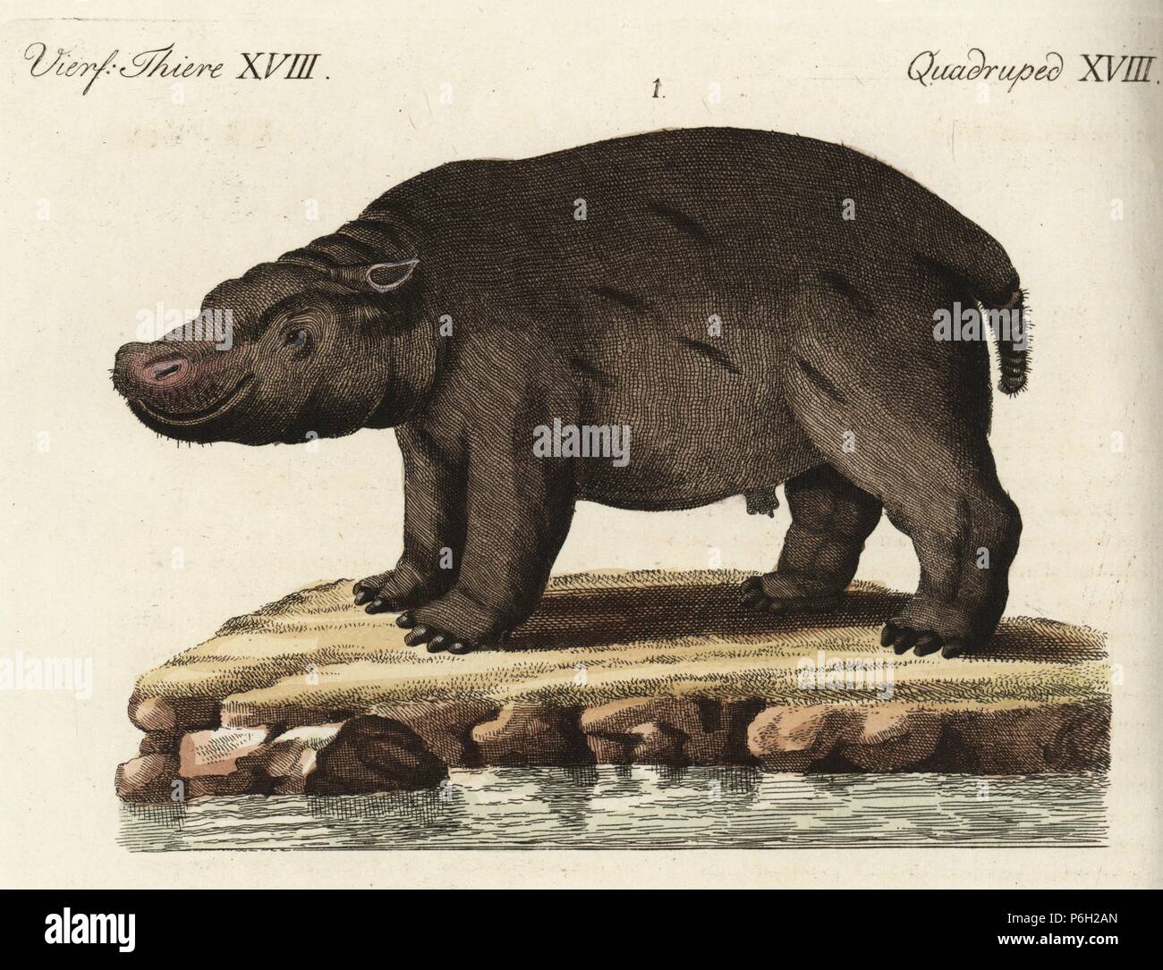 Ippopotamo, Hippopotamus amphibius, vulnerabili 1. Handcolored incisione su rame da Friedrich Johann Bertuch's Bilderbuch fur Kinder (Picture Book per bambini), Weimar, 1792. Foto Stock