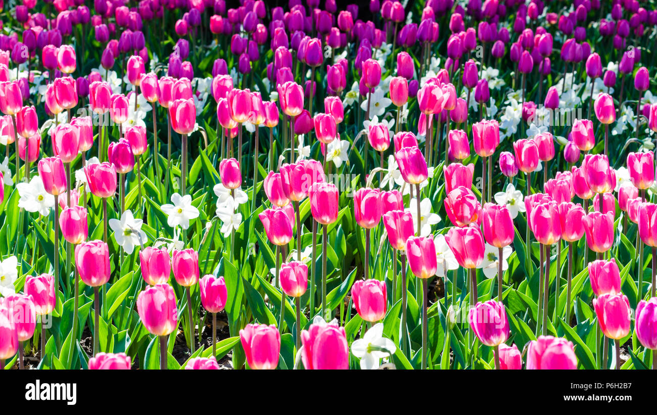 Tulipani rosa a Ottawa Tulip Festival, Canada Foto Stock
