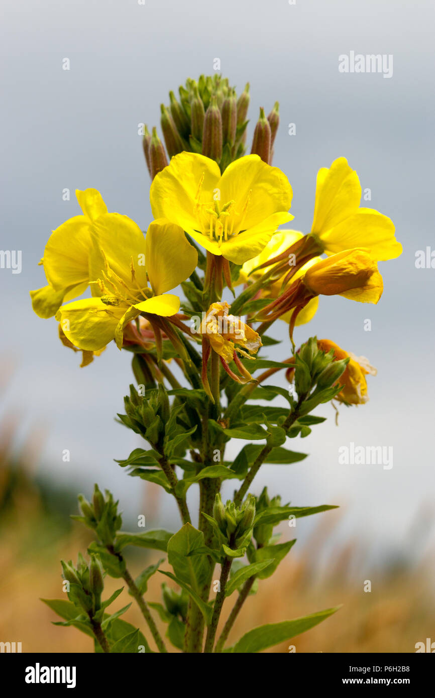 Evening Primerose cresce in una zona di dune Foto Stock