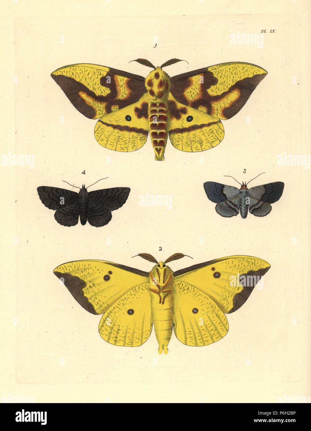 Imperial moth, Eacles imperialis 1,2, grigio-nastrare zale, Zale squamularis 3 e nero zale, Zale undularis 4. Handcolored litografia dal John O. Westwood la nuova edizione di Dru Drury 'illustrazioni di Entomologia esotici,' Bohn, Londra, 1837. Foto Stock