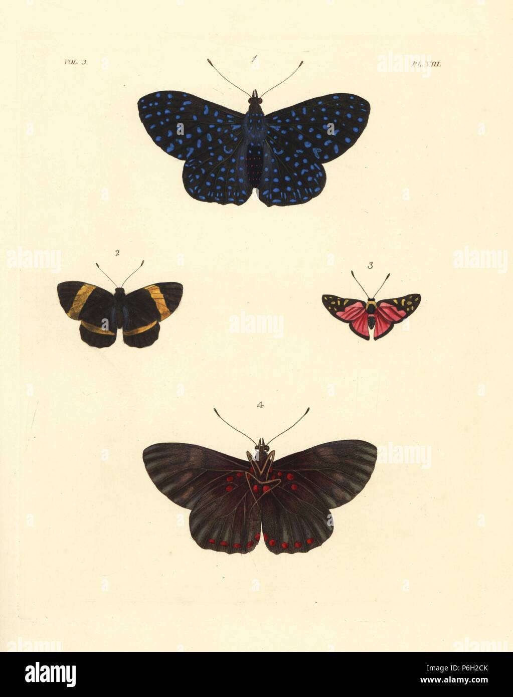 Cracker butterfly, Hamadryas arethusa, lato superiore 1, sotto il lato 4, Panara jarbas 2, e Symmachia menetas eurina butterfly 3. Handcolored litografia dal John O. Westwood la nuova edizione di Dru Drury 'illustrazioni di Entomologia esotici,' Bohn, Londra, 1837. Foto Stock