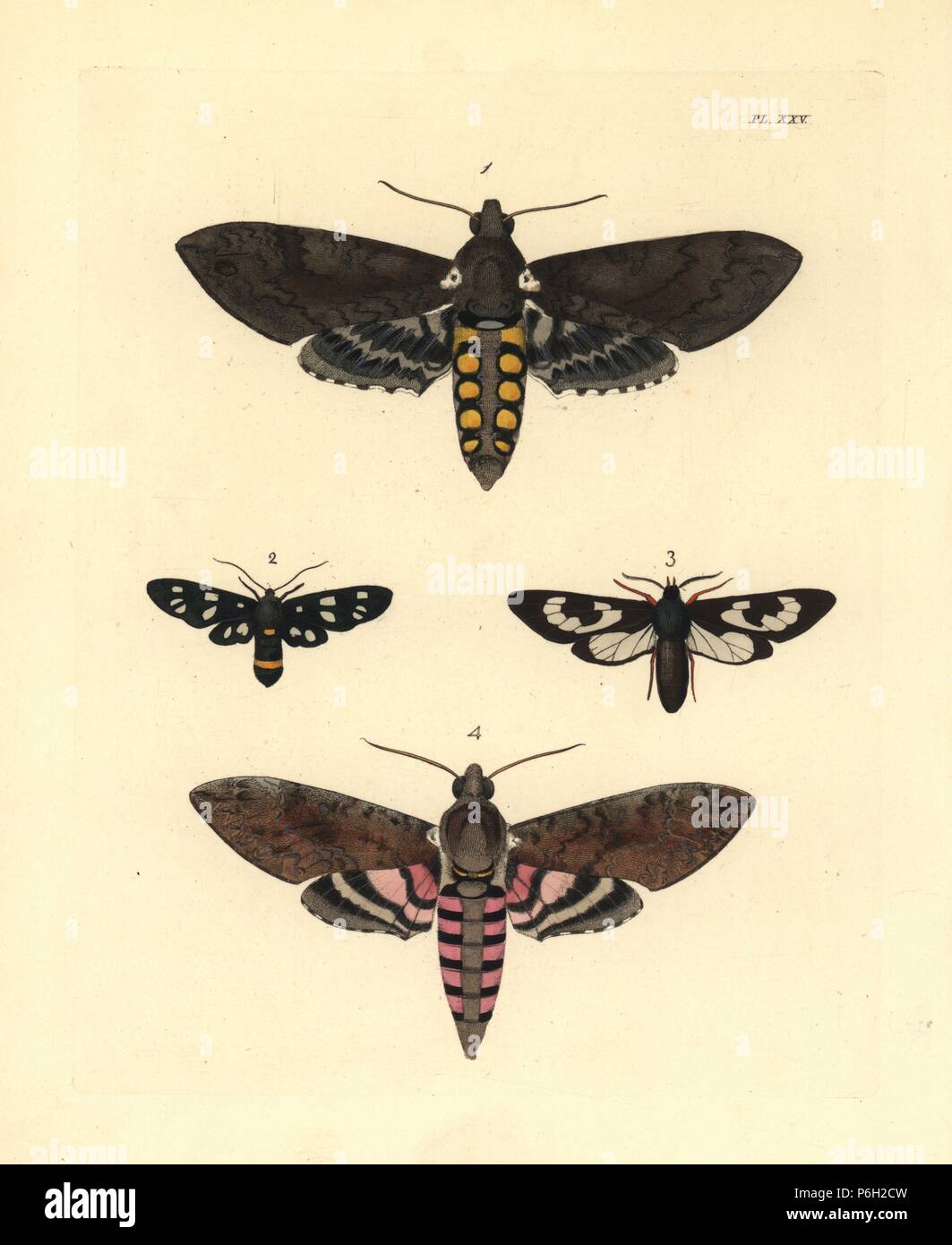 Il tabacco hornworm, Manduca sexta 1, nove-spotted moth, Amata phegea 2, Cosmosoma fenestrata 3, e di rosa-spotted hawkmoth o sweetpotato hornworm, Agrius cingulata, 4. Handcolored litografia dal John O. Westwood la nuova edizione di Dru Drury 'illustrazioni di Entomologia esotici,' Bohn, Londra, 1837. Foto Stock