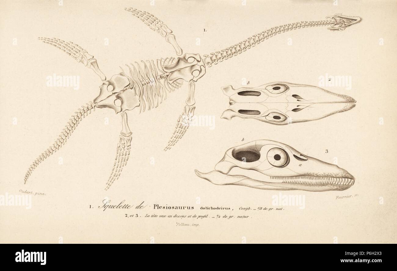 Lo scheletro di un Plesiosaurus dolichodeirus, estinto Jurassic marine sauropterygian reptile. Incisione di Fournier dopo una illustrazione di Oudart da Charles d'Orbigny's 'Dictionnaire Universel d'Histoire Naturelle" (Dizionario universale di storia naturale), Paris, 1849. Foto Stock