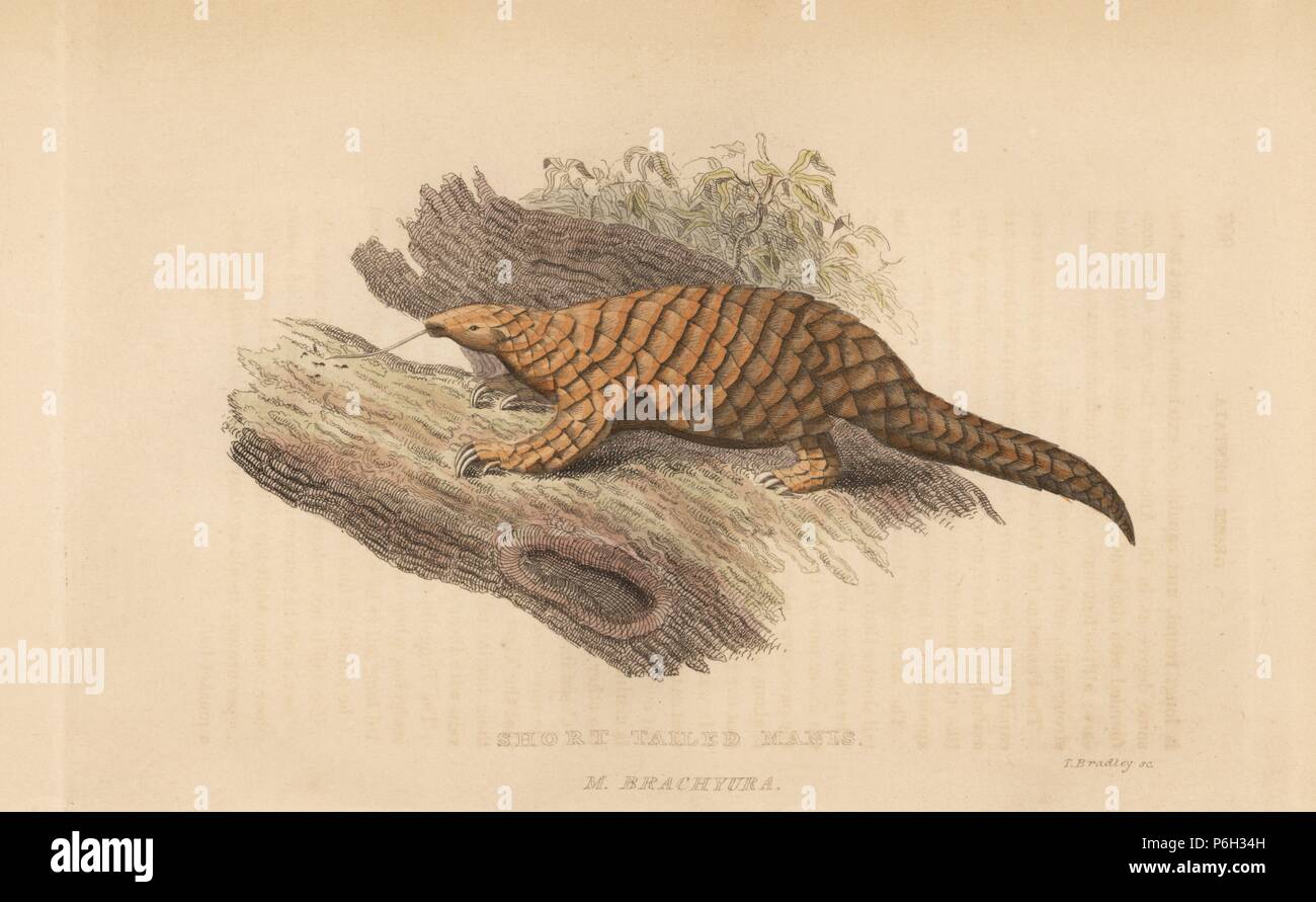 Cinese, pangolin Manis pentadactyla. In via di estinzione. (Short-tailed manis, Manis brachyura). Handcolored incisione su rame di T. Bradley da Edward Griffith il regno animale dal barone Cuvier, Londra, la Whittaker, 1825. Foto Stock