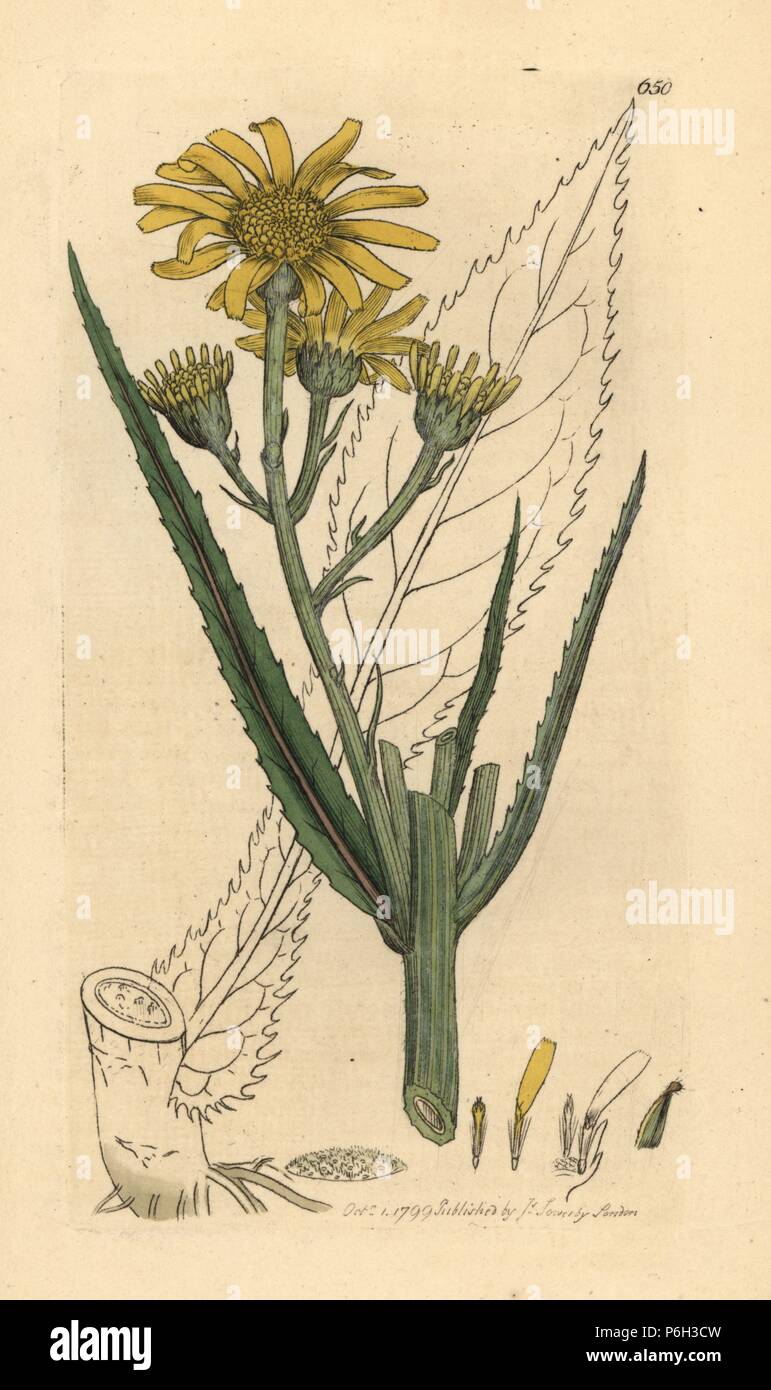 Marsh groundsel o bird la linguetta, Jacobaea paludosa (Senecio paludosus). Handcolored incisione su rame dopo un disegno da James Sowerby per James Smith è inglese botanica, 1799. Foto Stock
