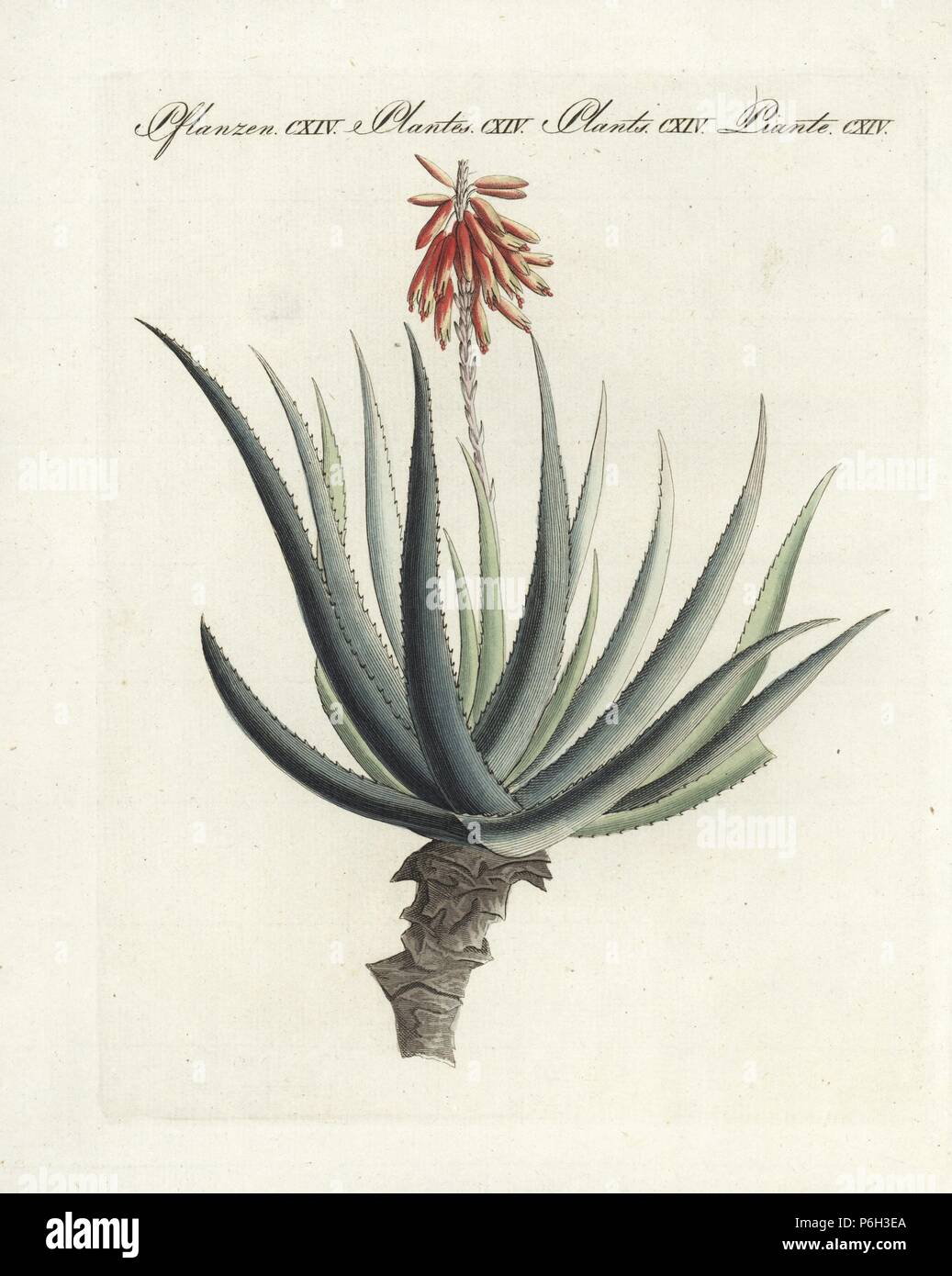 Fynbos aloe, Aloe succotrina, originaria del Sud Africa. Preso da Candolle e Redoute, 'Plantarum historia succulentarum.' Handcolored incisione su rame da Bertuch 'Bilderbuch fur Kinder' (Picture Book per bambini), Weimar, 1807. Friedrich Johann Bertuch (1747-1822) era un editore tedesco e l uomo delle arti più famoso per il suo 12-volume enciclopedia per bambini illustrato con 1.200 lastre incise sulla storia naturale, della scienza, costume, mitologia, ecc, pubblicato da 1790-1830. Foto Stock